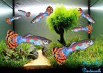 Guppy Fish "Poecilia reticulata"