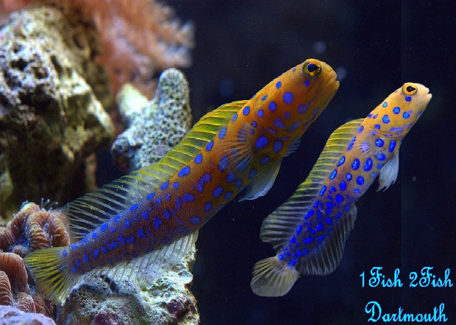 Blue Spotted Jawfish "Opistognathus  Rosenblatti"