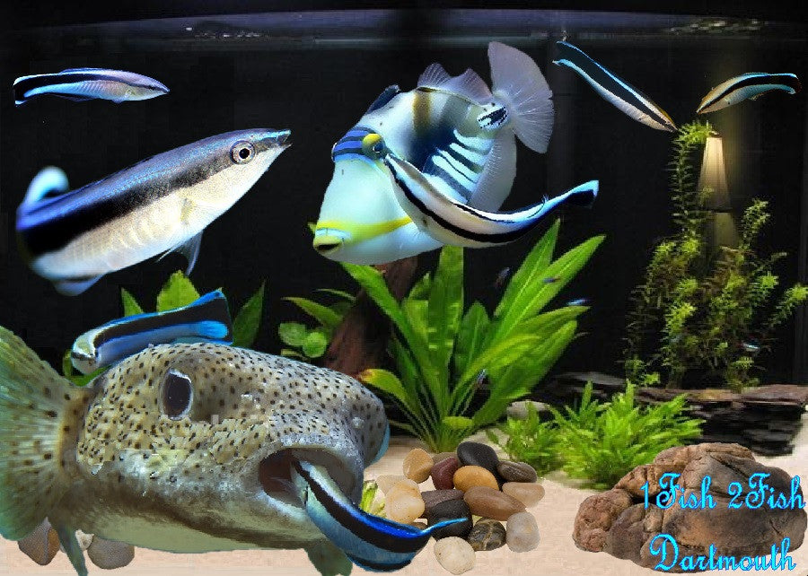 Blue Streak Cleaner Wrasse "Labroides dimidiatus"