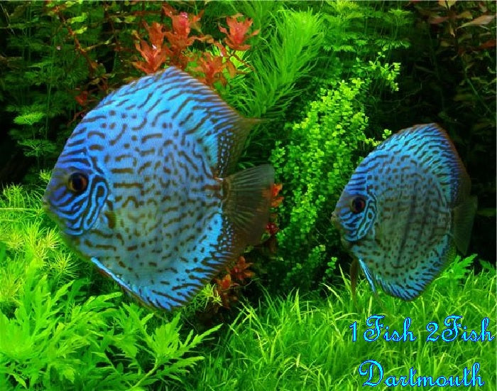 Discus "Symphysodon discus"