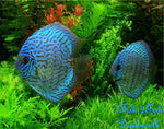 Discus "Symphysodon discus"