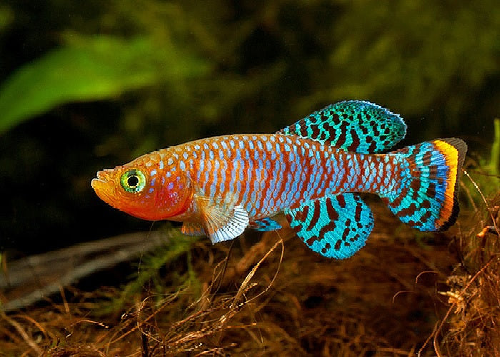 Bluefin Notho Killifish "Nothobranchius rachovi "