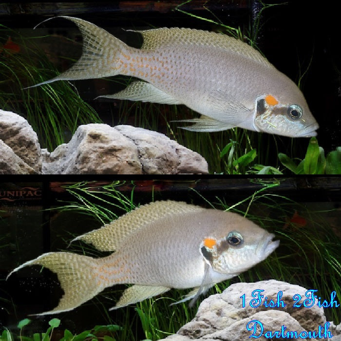 Brichardi Cichlid "Neolamprologus Bichardi"