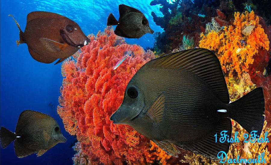 Scopas Tang "Zebrasoma scopas"