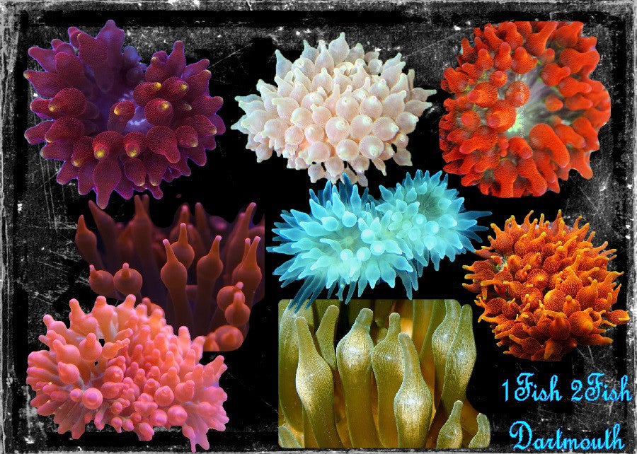 Bubble Tip Anemome "Entacmaea quadricolor"