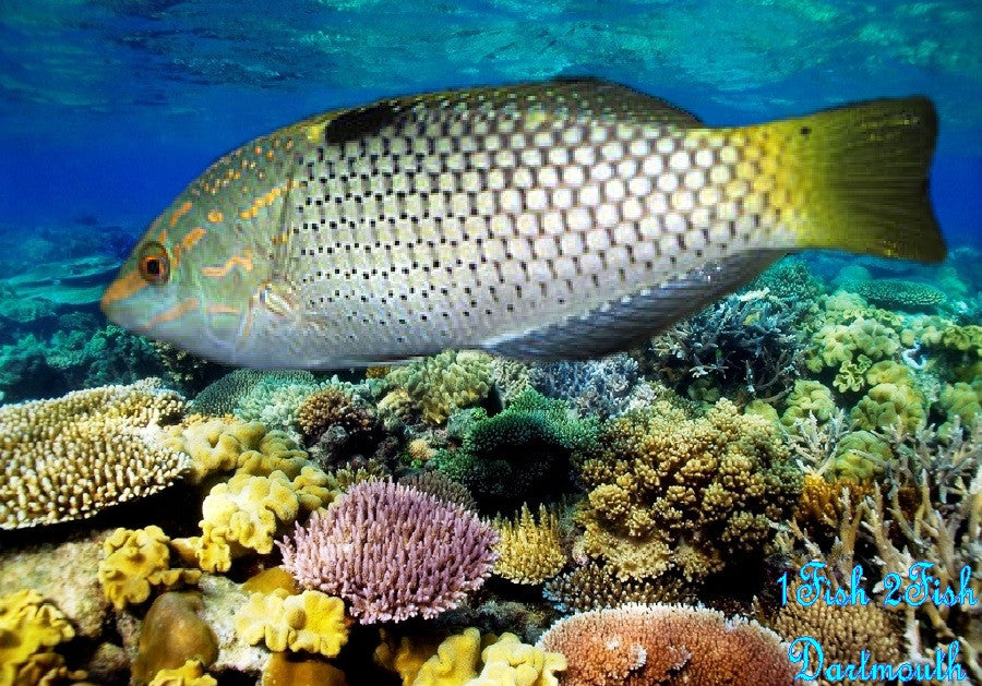 Checkerboard Wrasse "Halichoeres hortulanus"