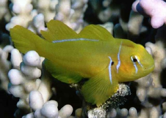 Citron Goby "Gobiodon citrinus"