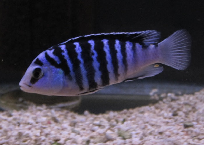 Clown Lab Cichlid "Labidochromis chisumulae"