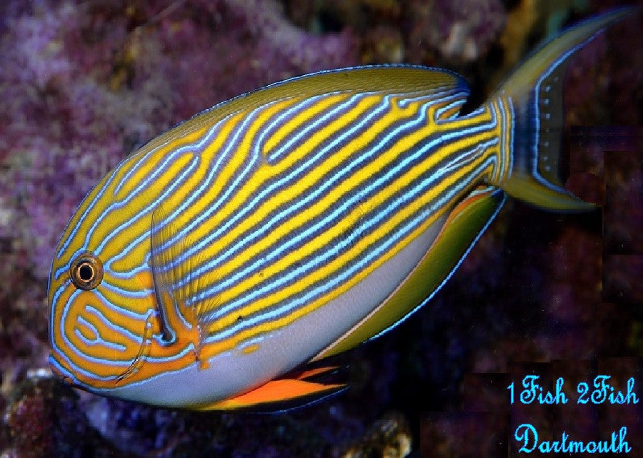Clown Tang "Acanthurus lineatus"