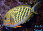 Clown Tang "Acanthurus lineatus"