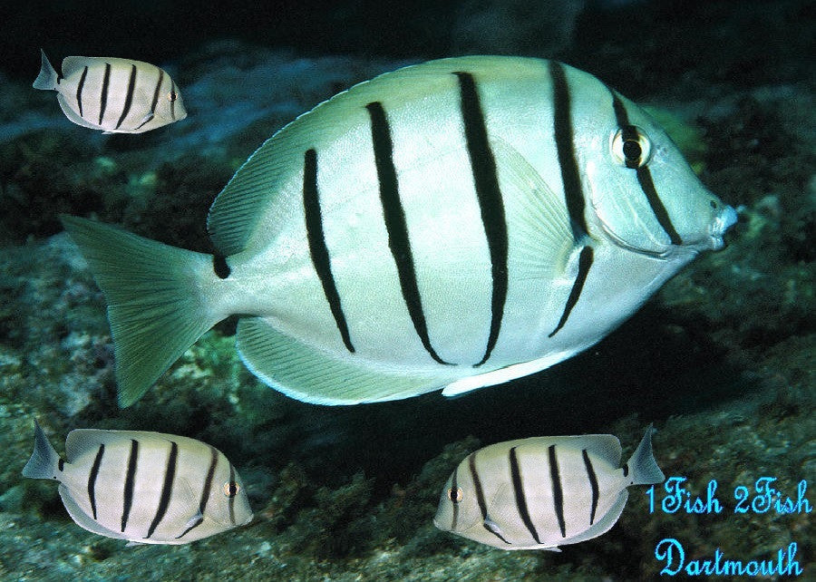 Convict Tang "Acanthurus Triostegus"