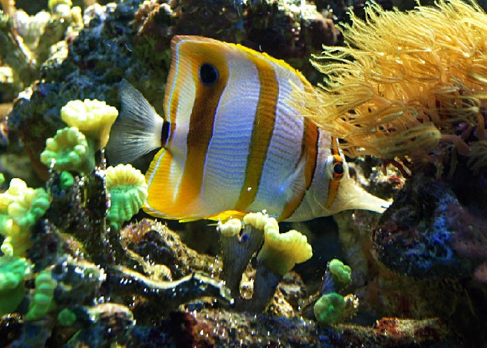 Copperband Butterfly "Chelmon rostratus"