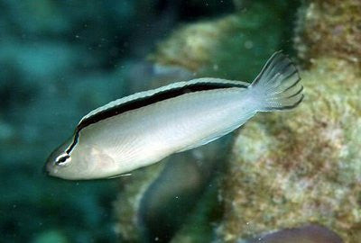 Disco Smiths Fang Blenny "Meiacanthus smithii"