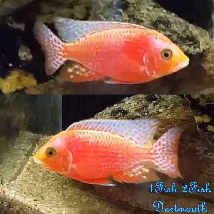 Dragon Blood Cichlid "Aulonocara sp."