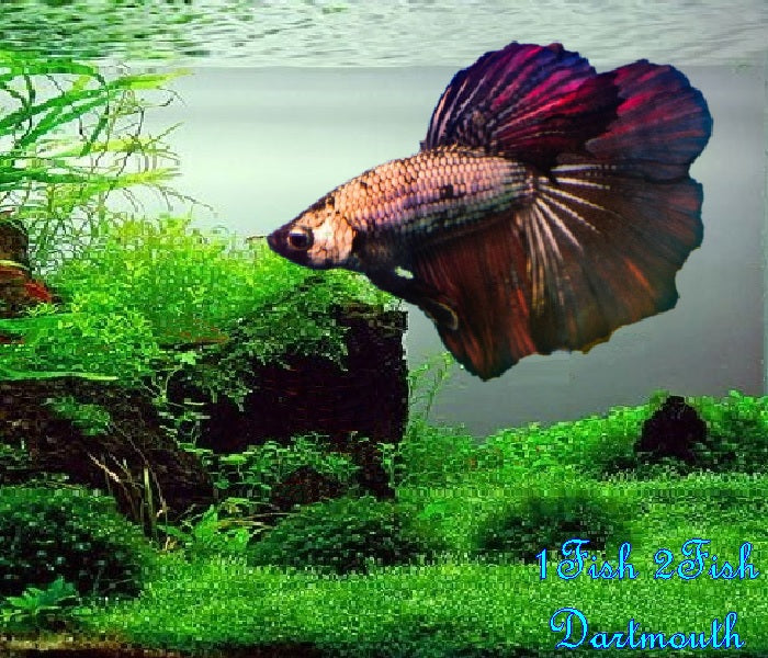 Bettas "Betta splendens"