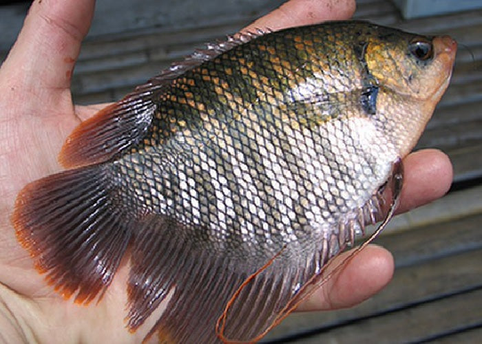 Giant Gourami "Osphronemus gourami"