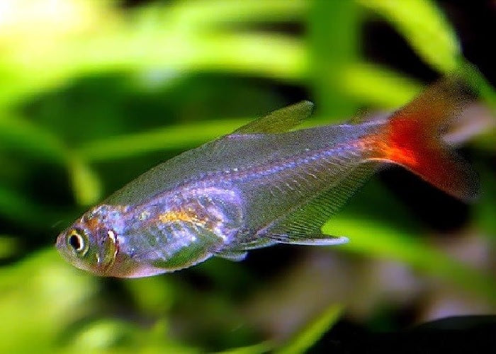 Glass Bloodfin Tetra "Prionobrama filigera"