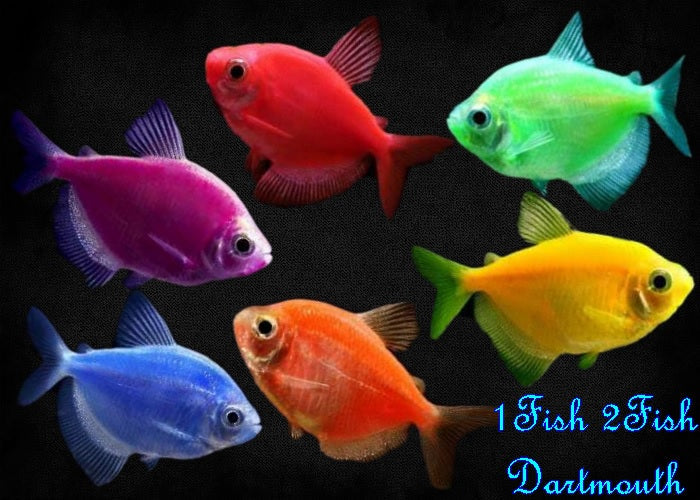 Glofish - Tetra and Danio and Rainbow Sharks