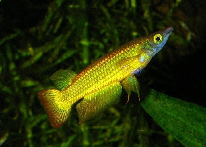 Golden Wonder Panchax "Aplocheilus lineatus"