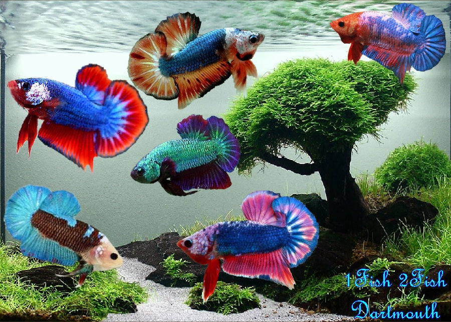 Bettas "Betta splendens"
