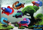 Bettas "Betta splendens"