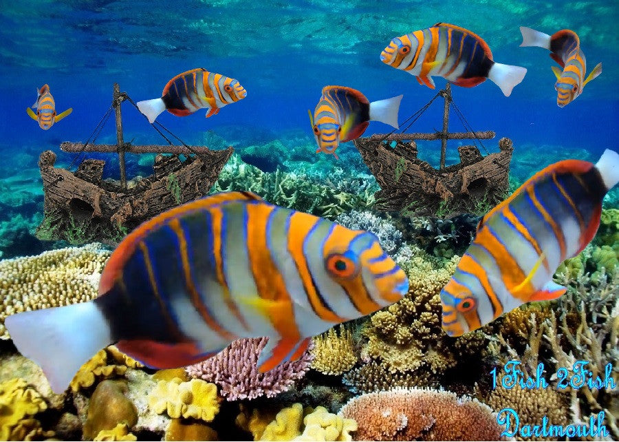 Harlequin Tuskfish "Choerodon fasciatus"