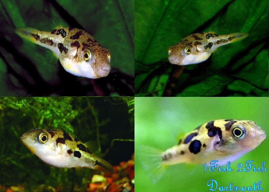 Indian Dwarf Puffer "Tetraodon travancoricus"