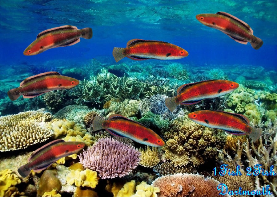 Katharines Fairy Wrasse "Cirrhilabrus Katharine"