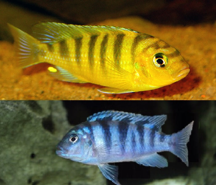 Kenyi Cichlid "Maylandia lombardoi"