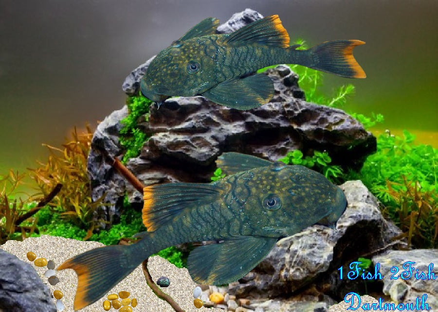 L106 - Spotted Orange Seam Pleco "Hemiancistrus guahiborum"