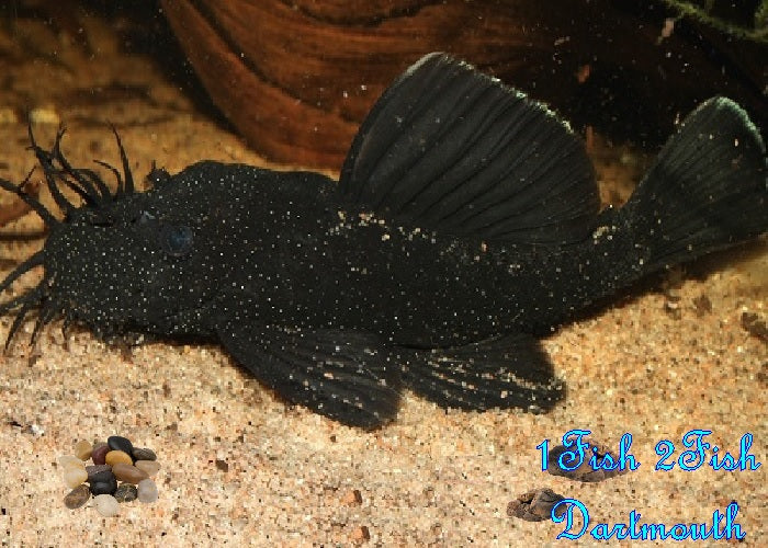 L183 - Starlight Bristlenose Pleco "Ancistrus dolichopterus"