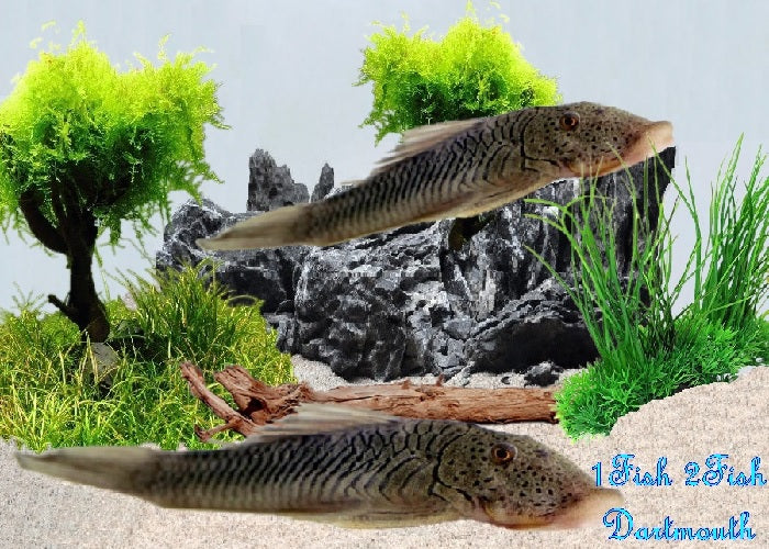 L187b - Rubbernose Pleco "Chaetostoma formosae"