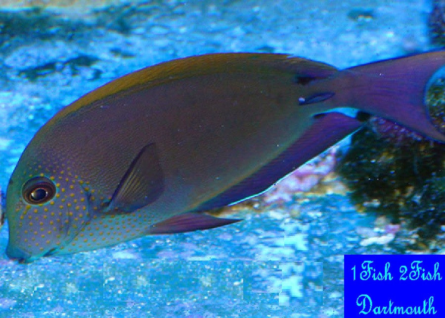 Lavender Tang "Acanthurus Nigrofuscus"