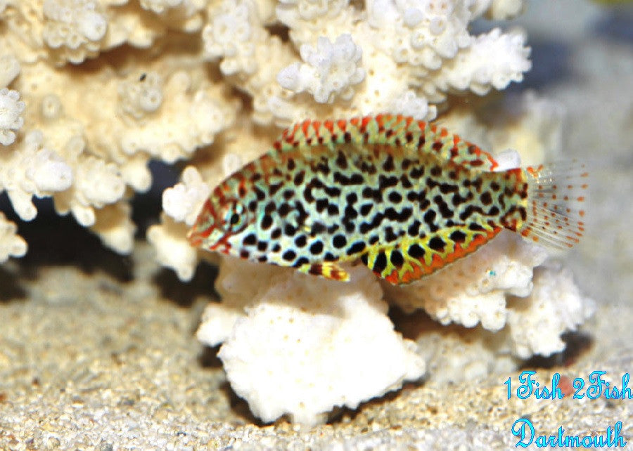 Leopard Wrasse "Macropharyngodon meleagris"
