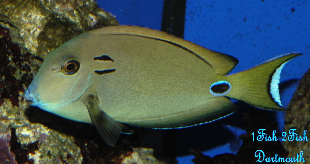 Lieutenant Tennenti Tang "Acanthurus Tennenti"