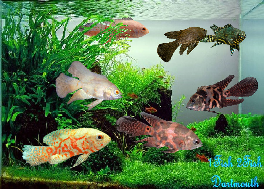 Assorted Oscars ''Astronotus ocellatus''- 2''