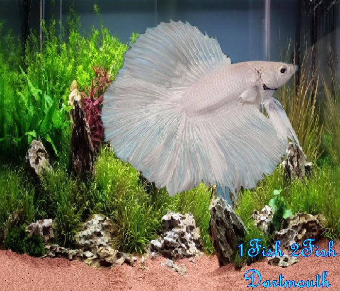 Bettas "Betta splendens"