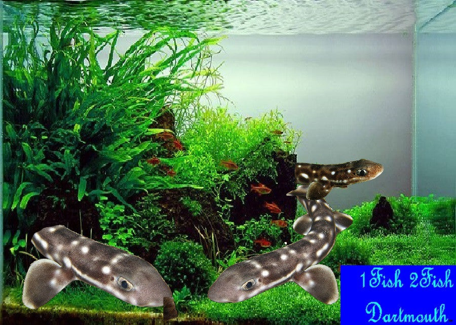 Marbled Catshark "Pup" "Atelomycterus macleayi"