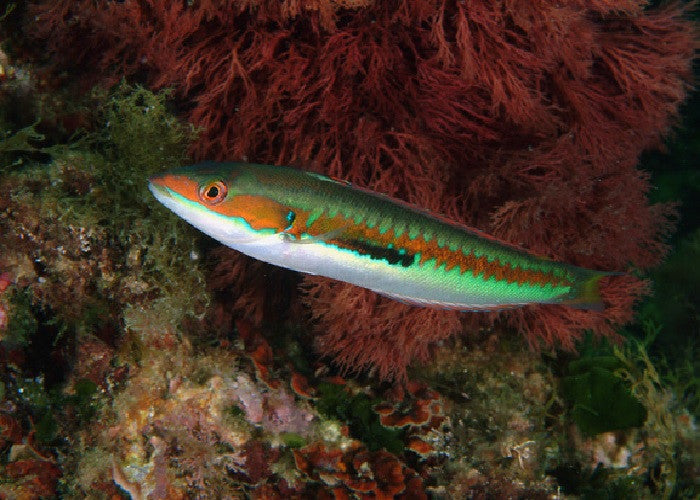 Rainbow Wrasse "Coris julis"
