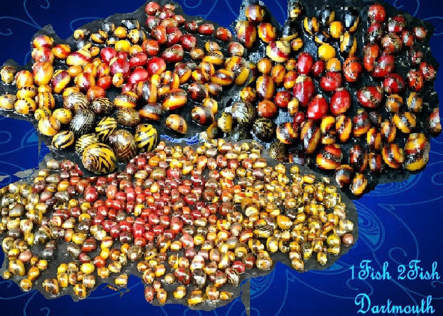 Mini Snail "Assorted" "Neritina sp."