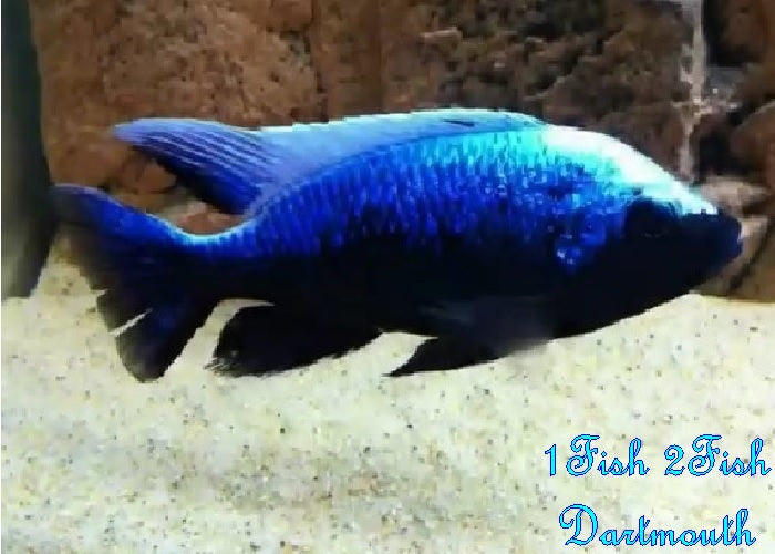 Mloto Ivory Head "Copadichromis mloto"