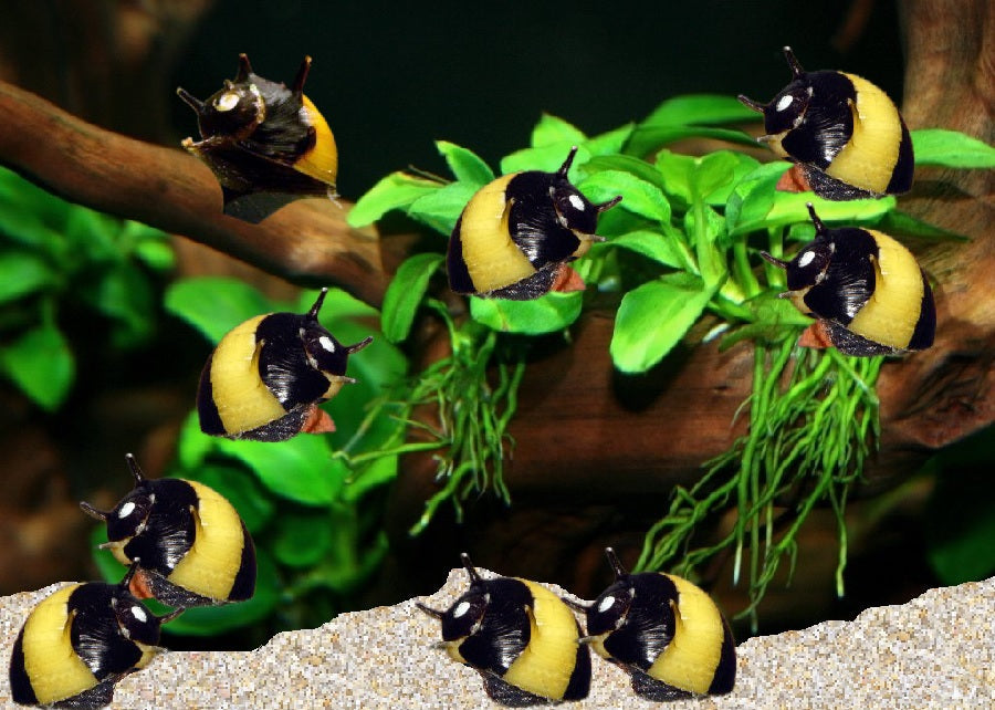 Nerite Bumblebee Horn Snail