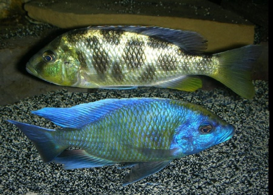 Venustus Cichlid "venustus"