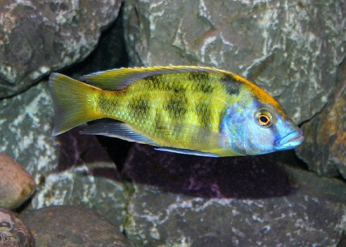 Venustus Cichlid "venustus"