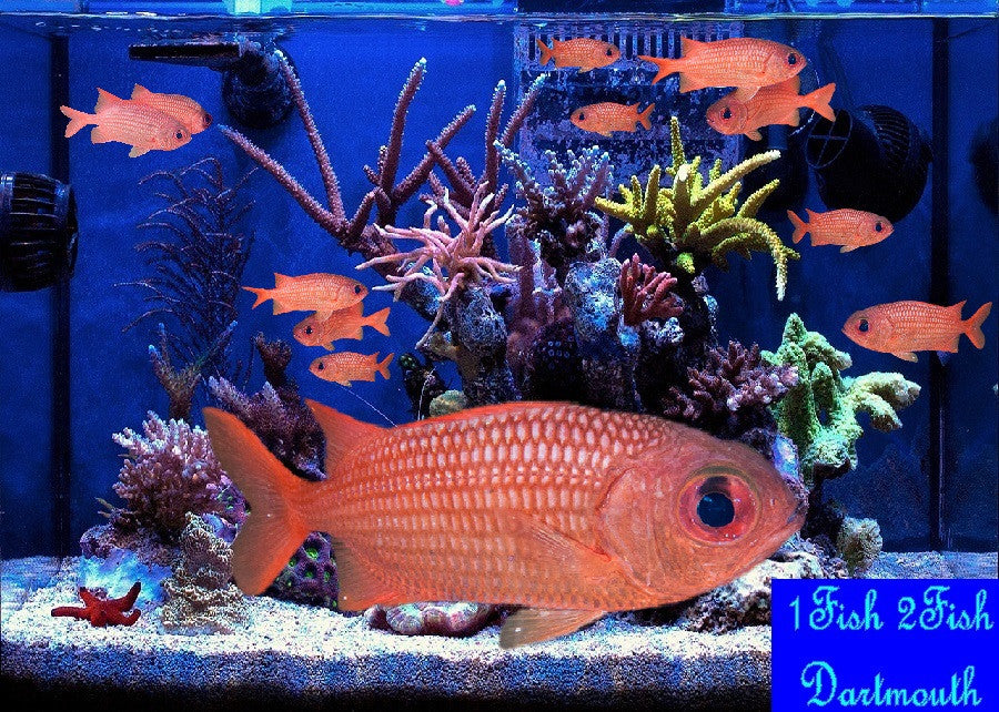 Panamic Soldierfish "Myripristis leiognathus"