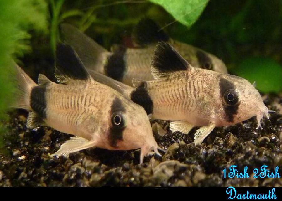 Panda Corydoras "Corydoras panda"