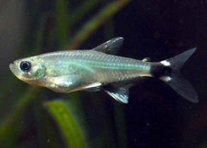Panda Tetra "Aphyocharax paraguayensis"