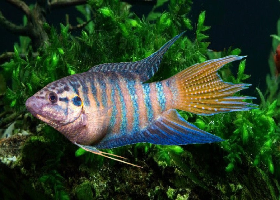Paradise Gourami "Macropodus opercularis"