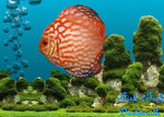 Discus "Symphysodon discus"