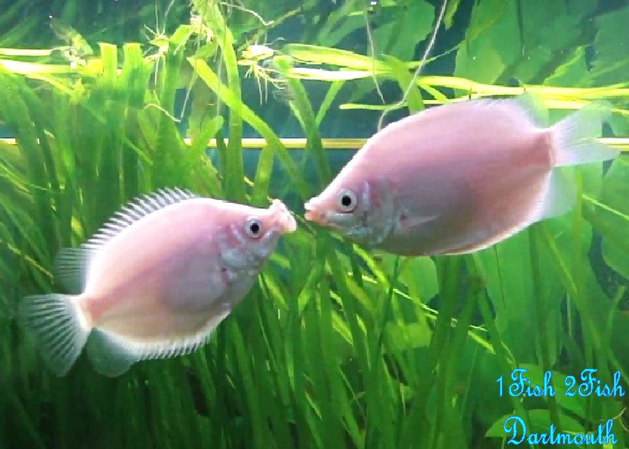 Pink Kissing Gourami "Helostoma temmincki"